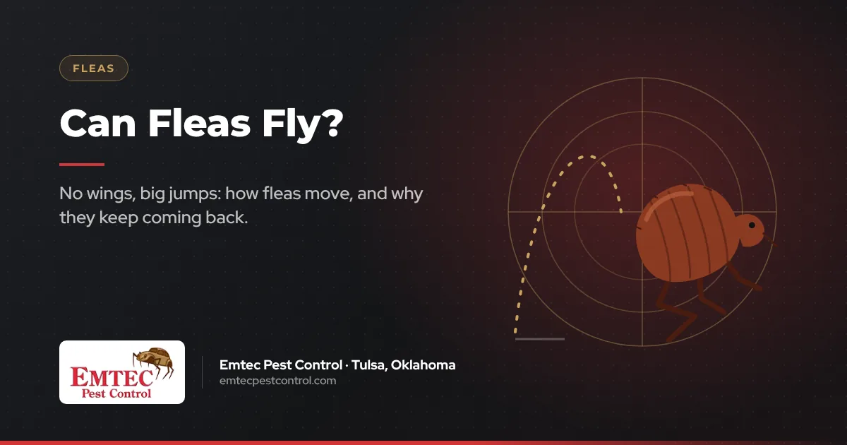 Can fleas fly? How fleas jump and the flea life cycle