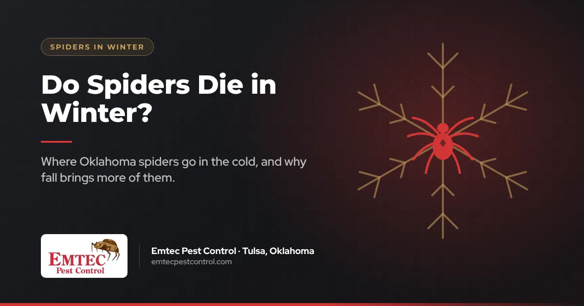 Do spiders die in winter? Where Oklahoma spiders go when it is cold