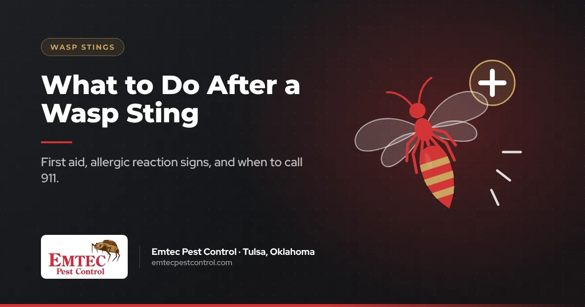 What to do after a wasp sting: first aid, allergic reaction signs and when to get help