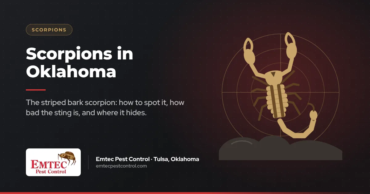 Scorpions in Oklahoma: types, stings and where they hide