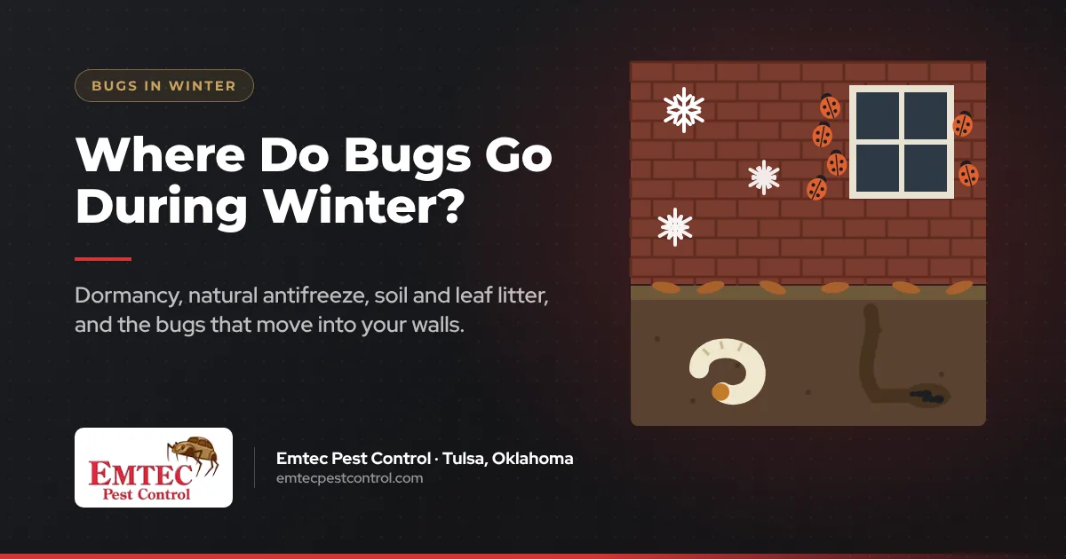 Where do bugs go during winter? Lady beetles by a window and a grub in the soil