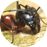 Big Headed Ants