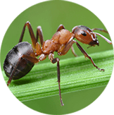 Formica Ants