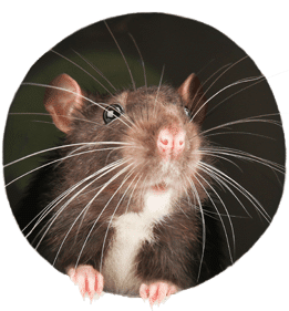 close up of mouse face
