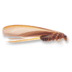 Termite white ant bug
