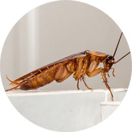 side profile of cockroach