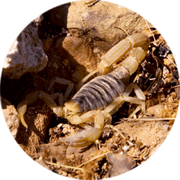 close up of scorpion