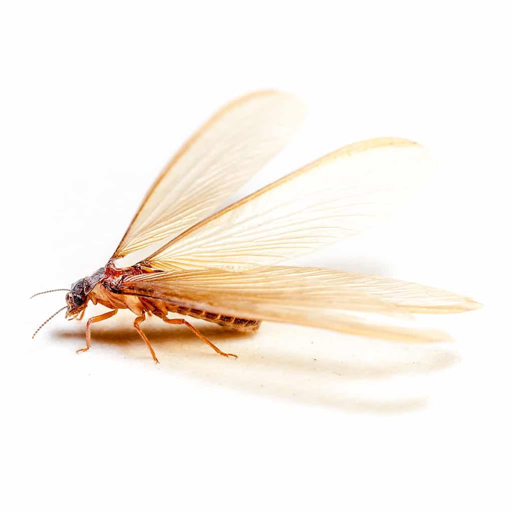 Winged Termites