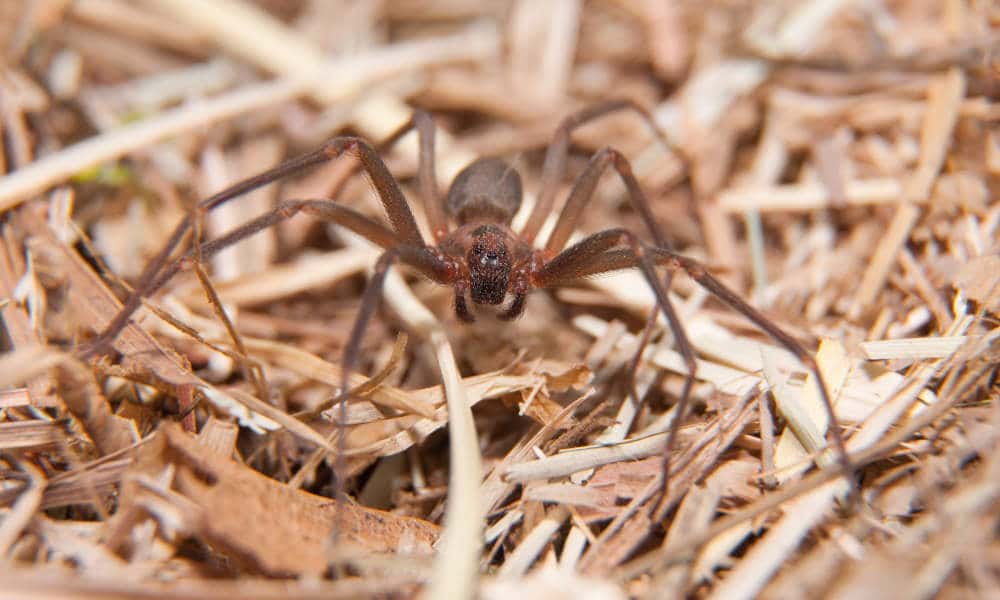 Brown recluse spider on a wood surface