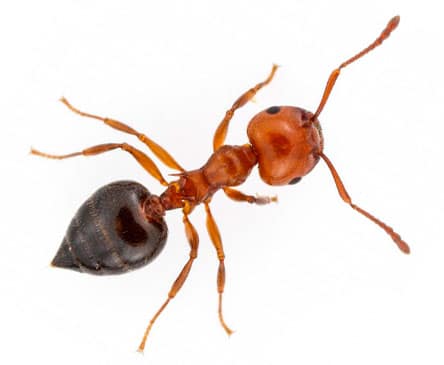 Acrobat ant with its heart-shaped abdomen raised
