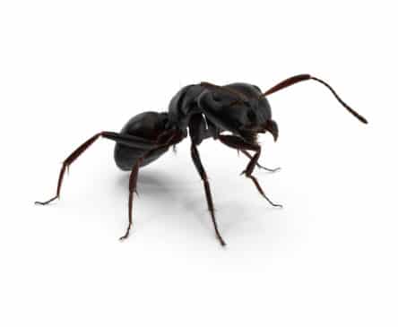 Little black ant, a tiny shiny black ant found in Oklahoma