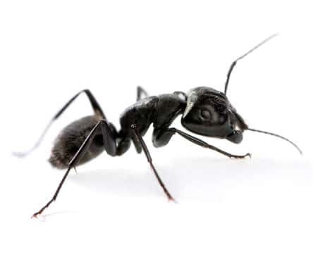 Black carpenter ant, the largest common ant in Oklahoma