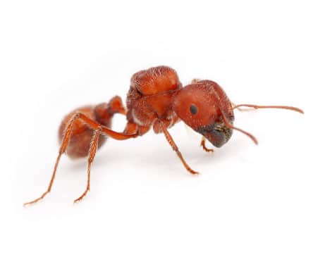 Red harvester ant near its nest entrance