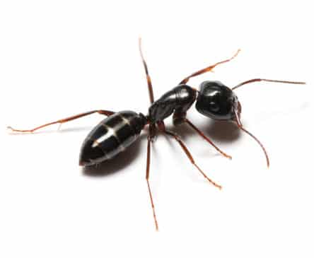 Odorous house ant, a small brown ant common in Oklahoma kitchens