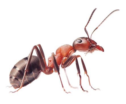 Red imported fire ant workers, dark reddish brown