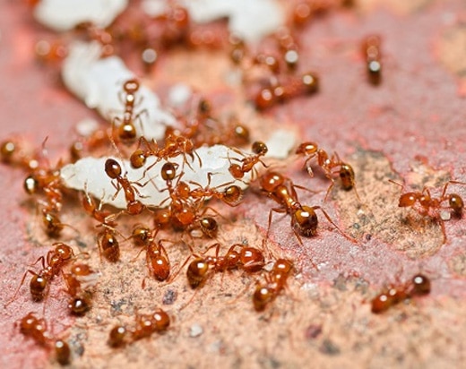 Red ants gathered on the ground in an Oklahoma yard