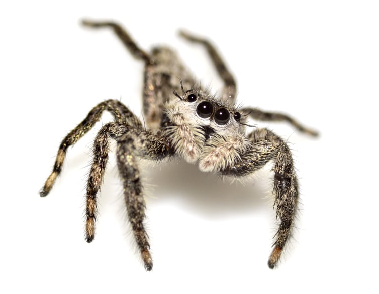 Grayish Jumping Spider