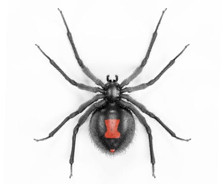 Black Widow Spider