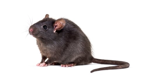 A roof rat, also called a black rat