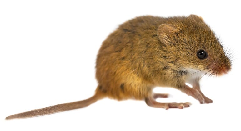 An eastern harvest mouse
