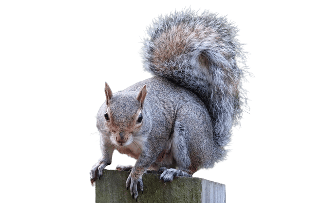 An eastern gray squirrel