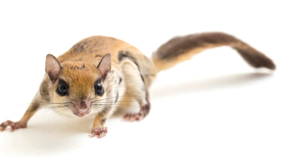 A flying squirrel
