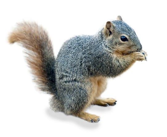 A fox squirrel