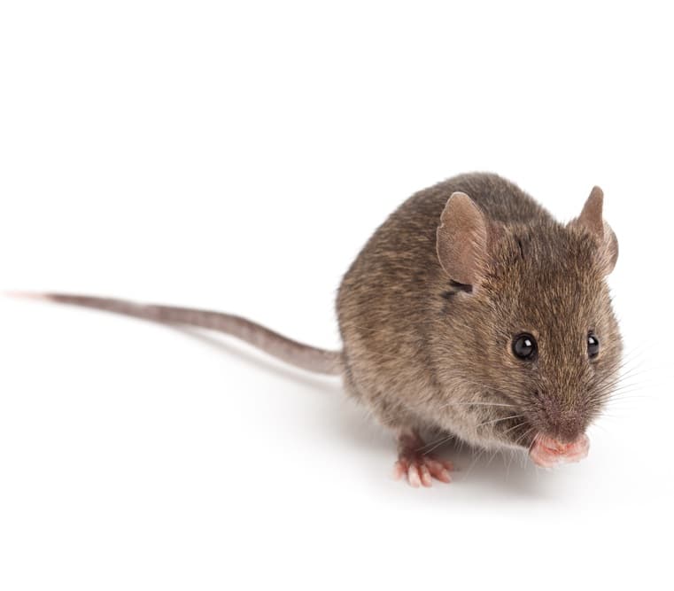 A house mouse