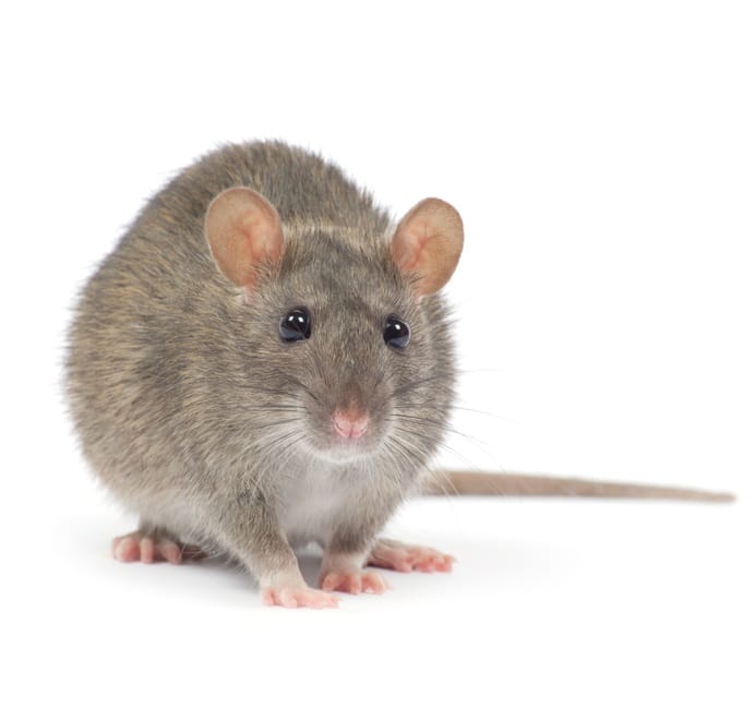 A Norway rat