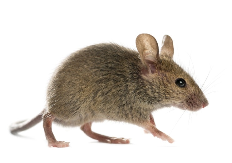 A pinyon mouse