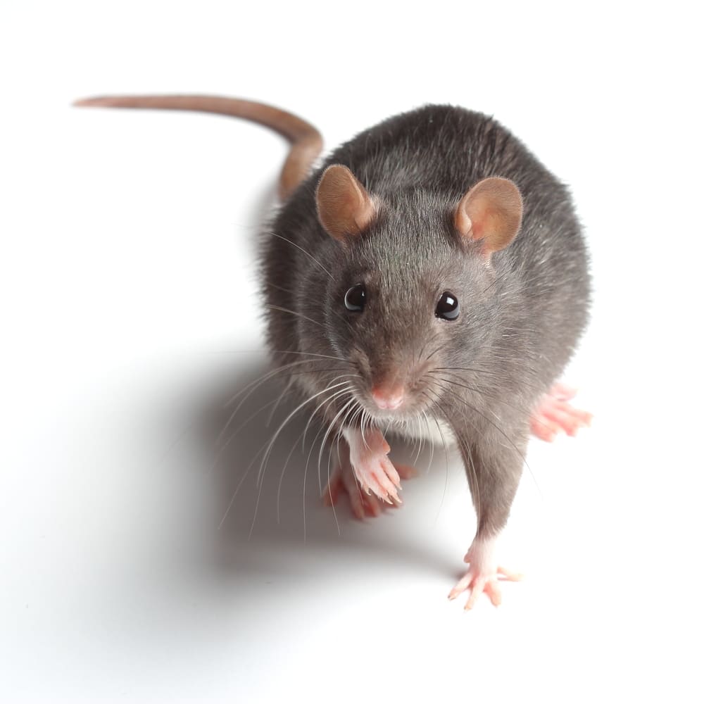 A white-footed mouse