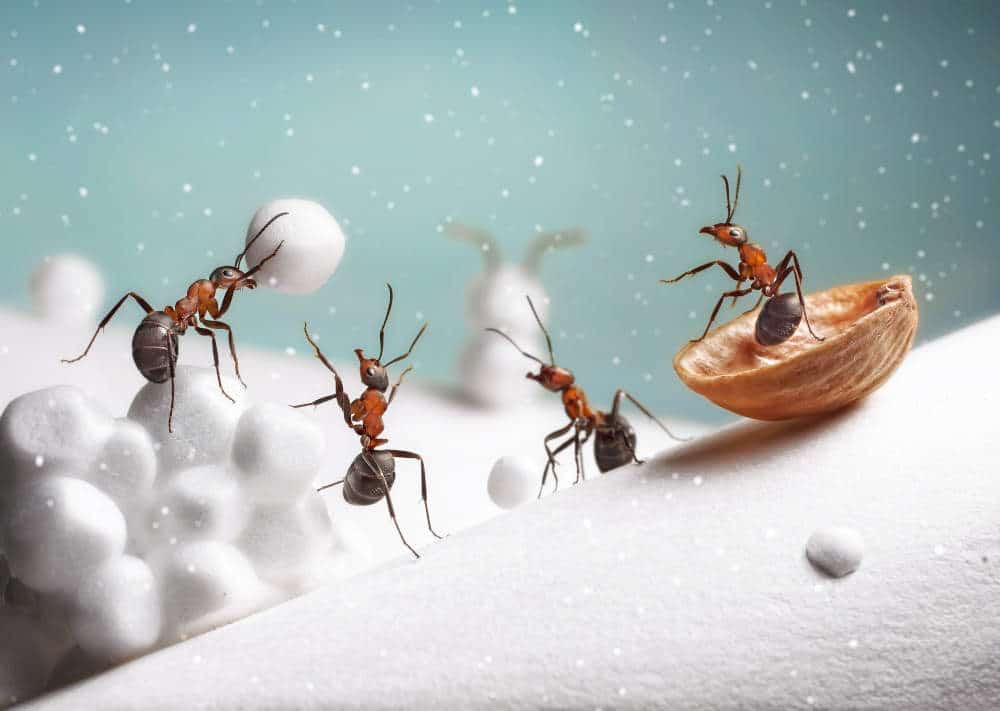 Ants on snow during an Oklahoma winter