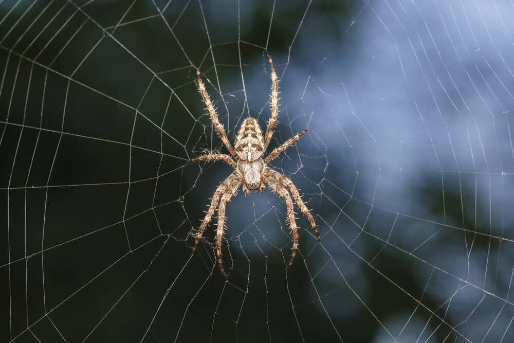 Garden spider in its web in late fall