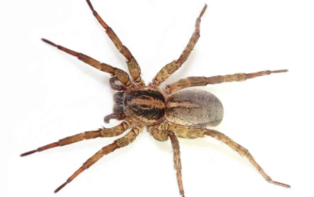 Wolf spider on a rustic wood surface in cold weather