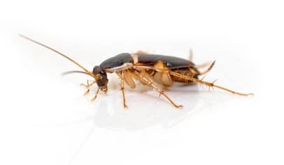 Brown-banded cockroach