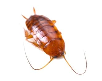Smokybrown cockroach