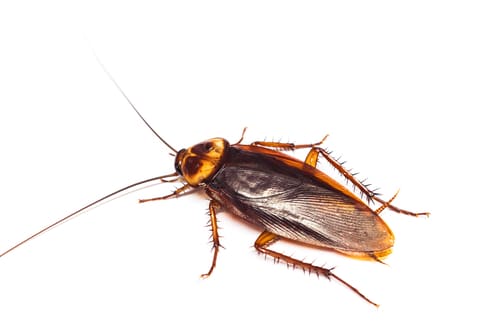 American cockroach