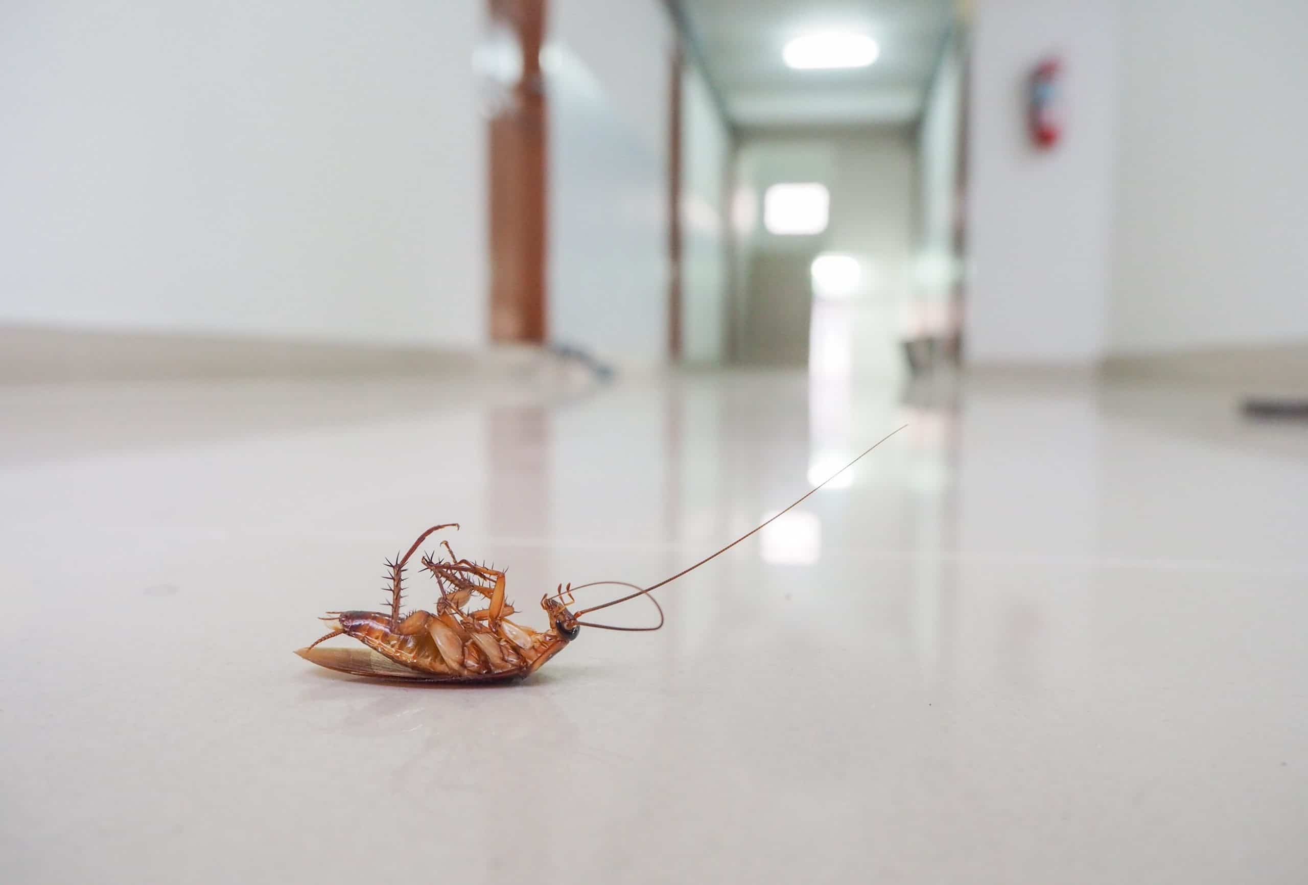 Dead cockroach