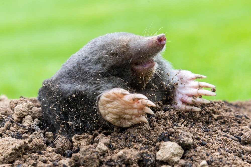 making mole hill and damaging lawn