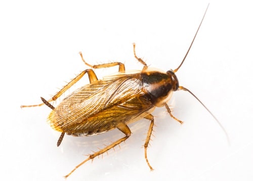 German cockroach