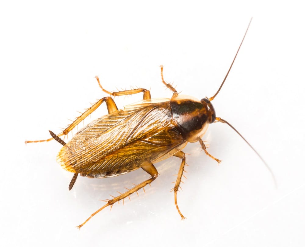 Close-up of German cockroaches