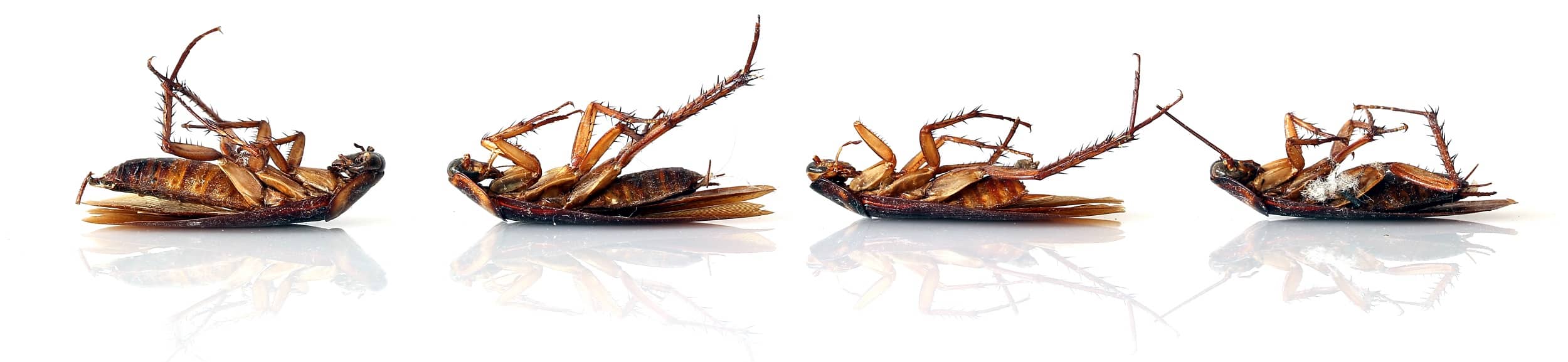 Dead German cockroach