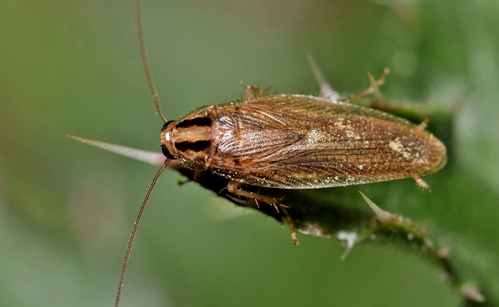 German cockroach on a leaf