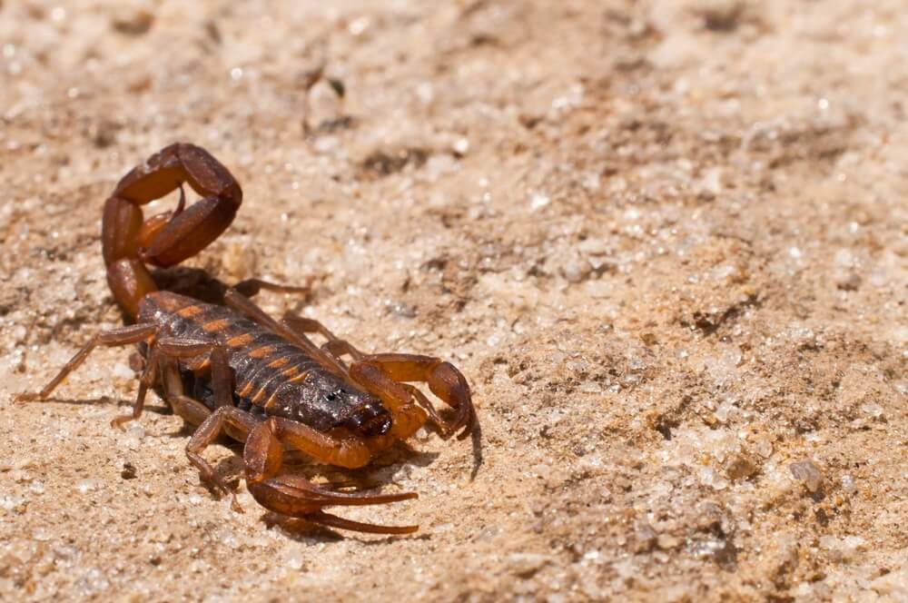 Striped bark scorpion on sand, showing its pale tan body and long, slender tail