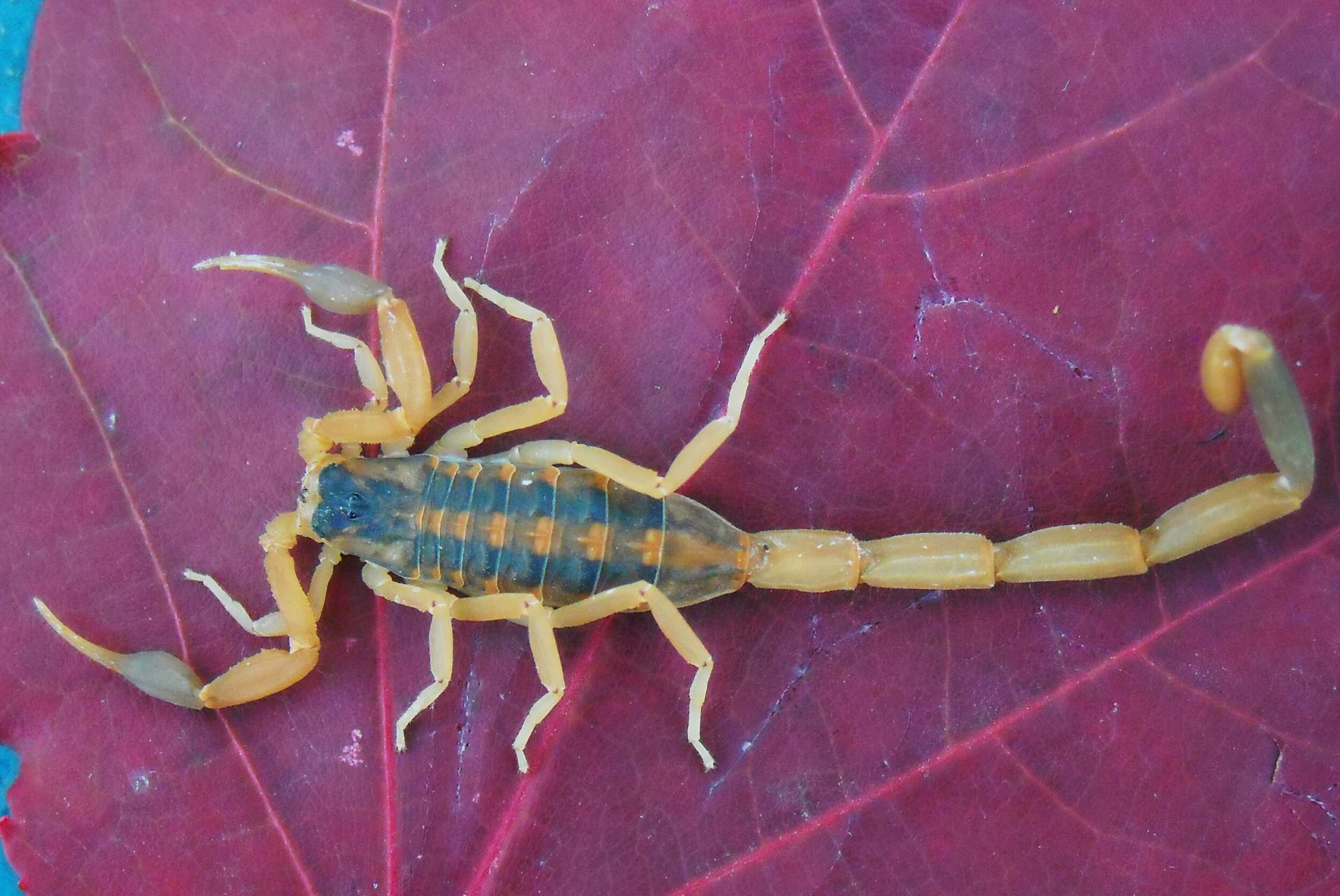 Striped bark scorpion on a leaf