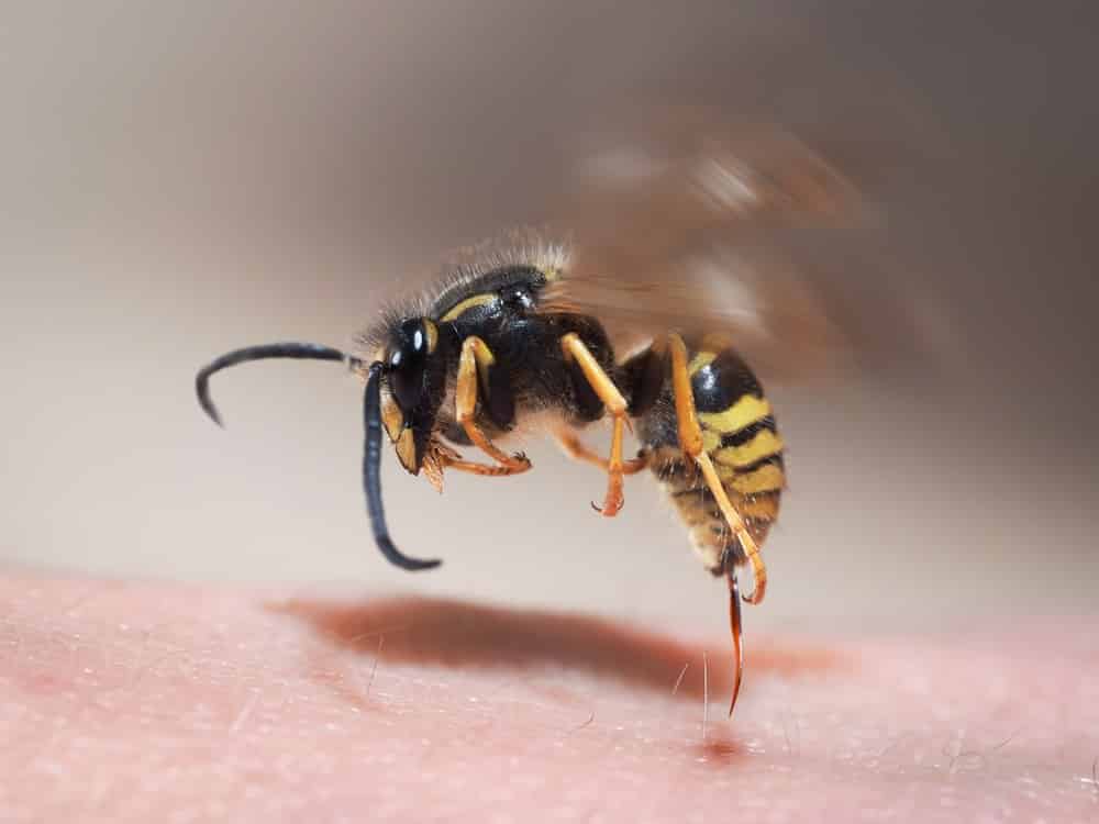 Close-up of an insect sting in skin