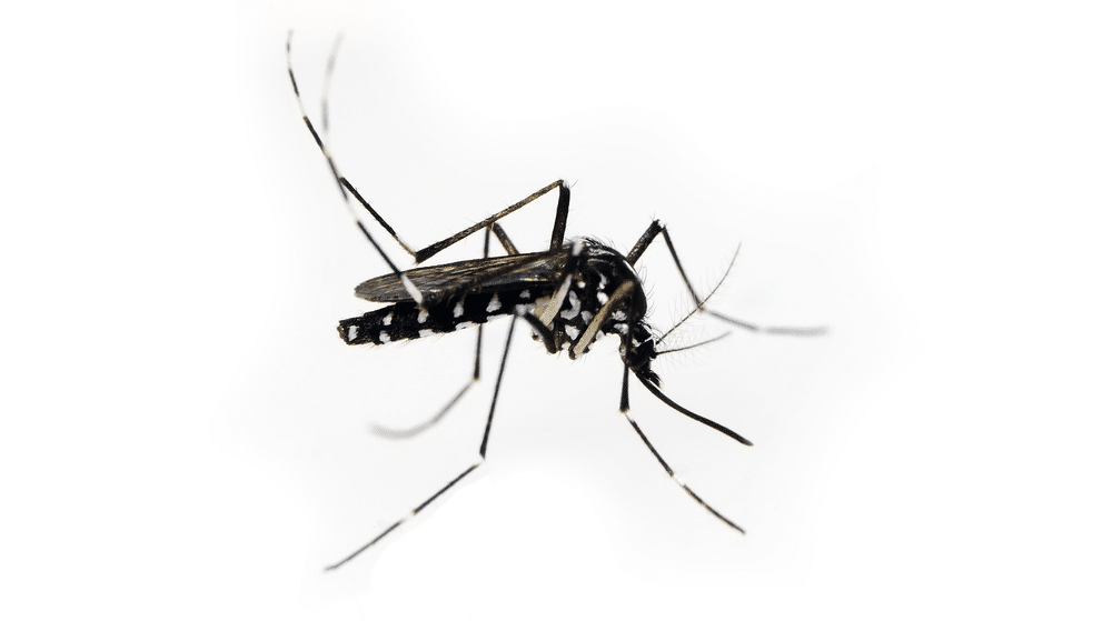 Asian tiger mosquito, black with white stripes on the body and legs