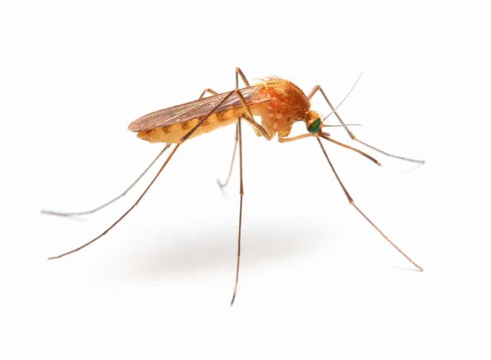 Common malaria mosquito, a slender mosquito with long legs