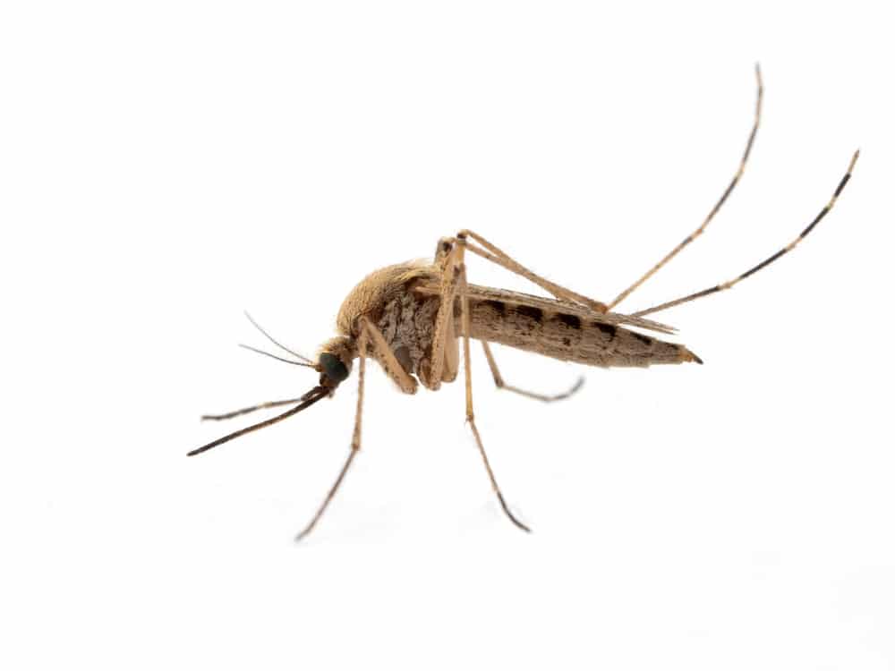 Eastern saltmarsh mosquito with a tan back and pale sides