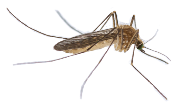 Common house mosquito, a plain brown mosquito